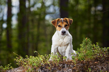 Jack Russell in the open air