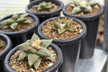 Thermal plants cactus plant group