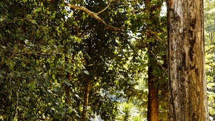 Forest mountain waterfall natural in Thailand