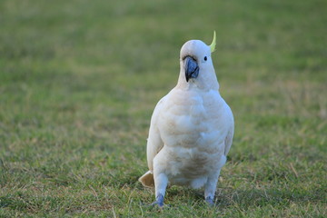 Australian birds