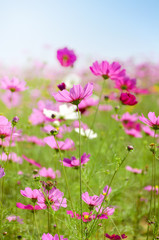Obraz na płótnie Canvas Pink cosmos flowers field on sunny day.