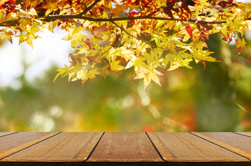 Naklejka na ściany i meble Perspective wood counter with Jananese maple tree garden in autumn.