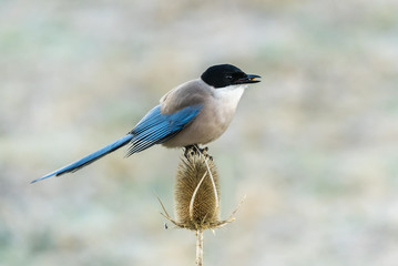  Iberian Magpie cyanopica