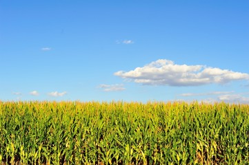 Spacious skies above abundant mature corn crops provide a symbolic image of agricultue in the Midwest United States. 