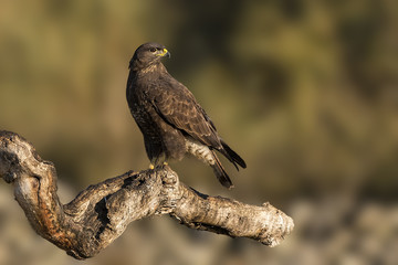 buteo buteo Common Buzzard