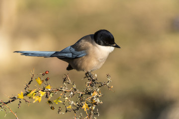  Iberian Magpie, cyanopica