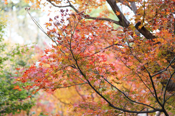 The Leaves color change in tofukuji temple at kyoto in Japan