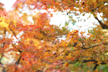 The Leaves color change in tofukuji temple at kyoto in Japan