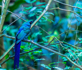 Fototapeta premium Deep Blue and Green Plumage on a Long Tailed Blue Starling Perched on a Small Branch