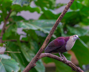 Purple, Blue, and White Plumage on a Tropical Pigeon Against Rain Forest Leafed Background