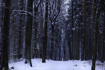 Path through a dense snow-covered forest