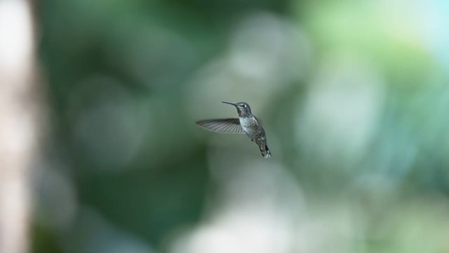 Super slow motion of Californian hummingbird species