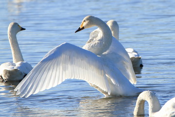 翼を広げる白鳥　Swans spreading wings	