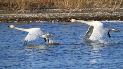 助走する白鳥（16：9）　Swans take off	