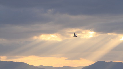 光芒と白鳥（16：9）　Angel ladder and swans	