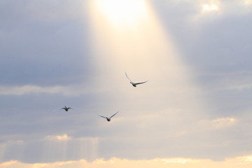光芒と白鳥　Angel ladder and swans