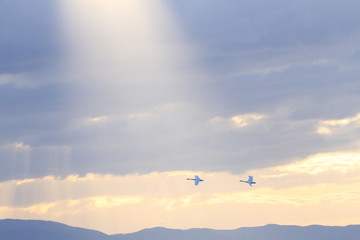 光芒と白鳥　Angel ladder and swans