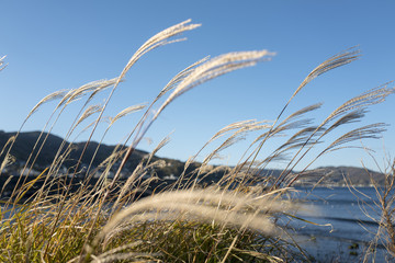 Obraz premium 伊東の海辺 すすき