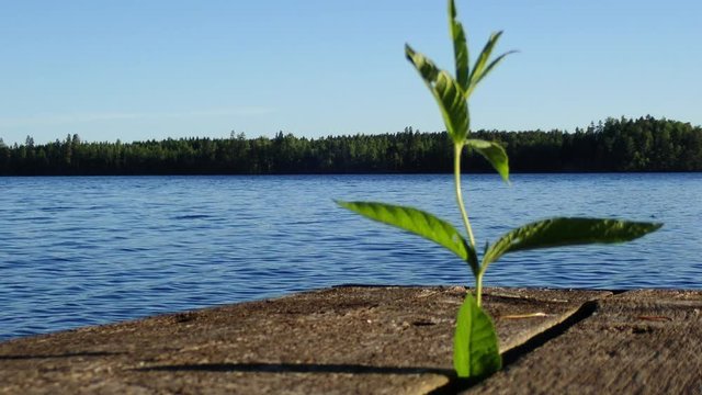 Lake landscape with plant growing between wooden boards in foreground