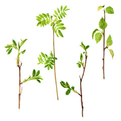 watercolor wood twigs