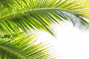 Fototapeta premium Palma liści roślin tropikalnych zielonych liści przed naturalnym latem lub wiosną niebo na tle świąt religijnych Plam Sunday