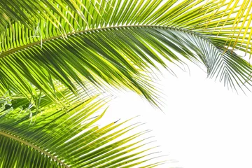 Poster de jardin Palmier Le palmier laisse le feuillage vert de plante tropicale contre le ciel naturel d& 39 été ou de printemps pour le fond de fête religieuse du dimanche de Plam