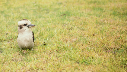 Kookaburra close up outside during the day.