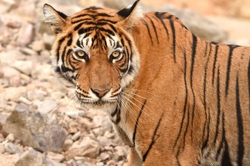 Portrait of T60 Tiger