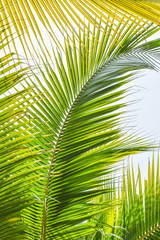 Fototapeta premium Palm tree leaves tropical plant green foliage against natural summer or spring sky for Plam Sunday religious holiday background