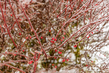 winter plant encased in ice