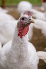 Breeding turkeys on a farm.