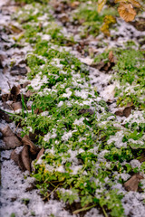 Green parsley in the garden is covered with snow.