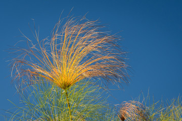 Portrait of a vibrant yellow papyrus plant flower, supported by green flowers, against a blue sky, Okavango Delta, Botswana, Africa
