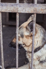 A big sad shepherd in an old aviary. Toned, style photo.