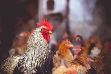 Foto op Plexiglas Chickens on the farm. Toned, style, color photo. © bearok