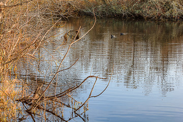 ducks and overgrown bank
