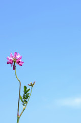 レンゲの花　青空背景

