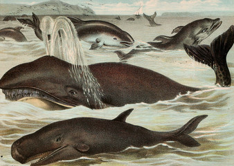 Illustration of mammals. © ruskpp