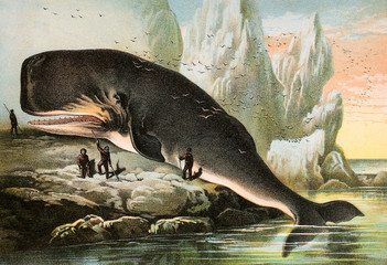 Illustration of mammals. © ruskpp