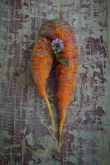 Karotte, Möhre, Urkarotte, Urmöhre