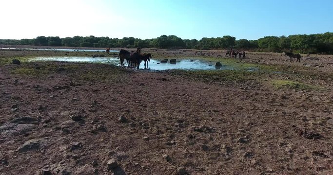 Aerial shot over Giara di Gesturi on a beautiful day with horses in view