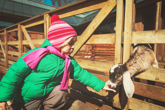little girl feeding sheeps at farm