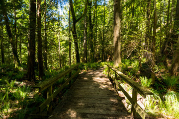 a wooden bridge deep in the forest 