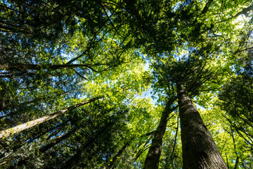 Fototapeta premium look up in the forest with tall trees under blue sky