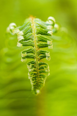 green curly leaves close up macro with green background