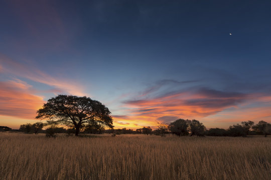 Landscape photo of a dead silhouette tree at sunset with blue sky and clouds - Powered by Adobe