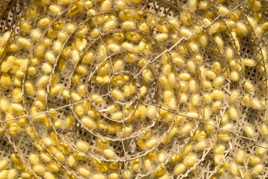 Silkworms cocoons nests for popular Thai silk product