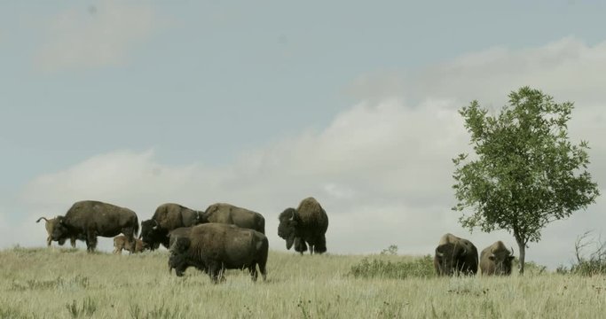 A herd of wild buffalo at Theodore Roosevelt National Park.