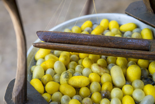 Boiling cocoon in a pot to making of silkworms cocoon thread for popular Thai silk product