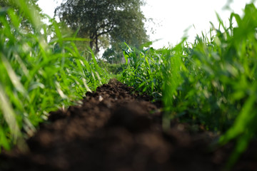 Growing wheat farm field plots
